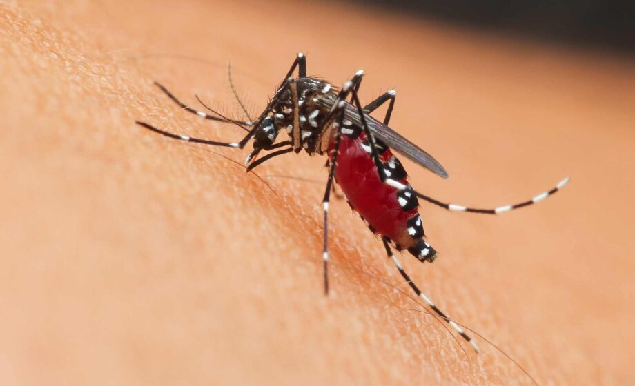 West Nile: ripresa del virus e come difendersi