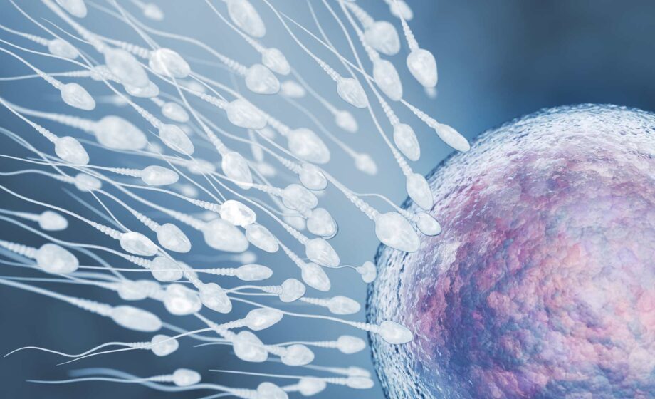 L'immagine rappresenta degli spermatozoi che fecondano un ovocita, limitati dagli PFAS che riducono la fertilità