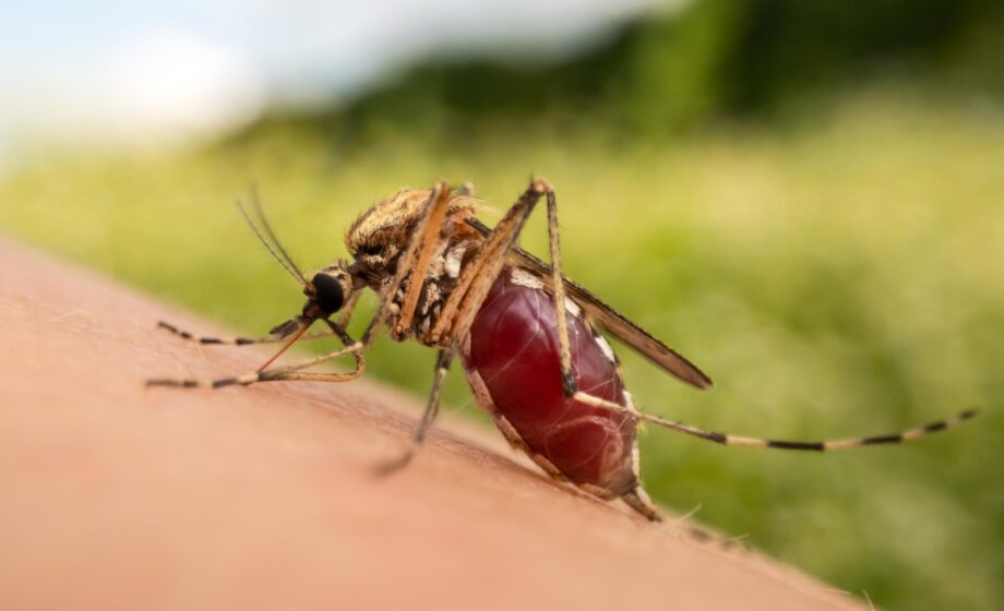 Foto di una zanzara del genere Ades, portatrice di Chikungunya in Veneto, posata su di un braccio