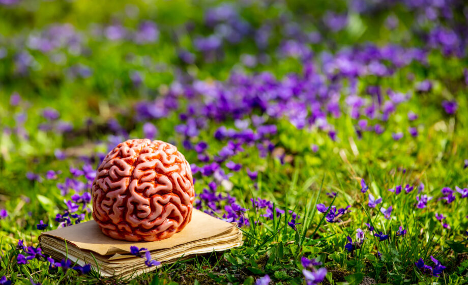 Foto di un cervello in un prato di fiori per evocare il tema delle terapie psichedeliche per la salute mentale