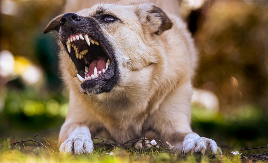 RABBIA CANI